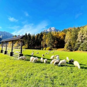 ASF 2024 Goldener Herbst in den Julischen Alpen_ Gröschel Reisen (60)