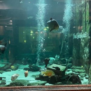 ASF_Riesengebierge Karpacz_Gröschel 2023 (45)