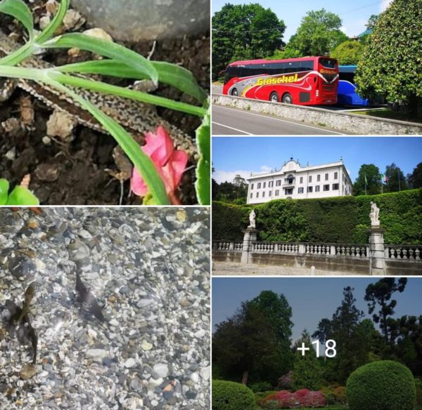 Comer See Juni 2022_Facebook