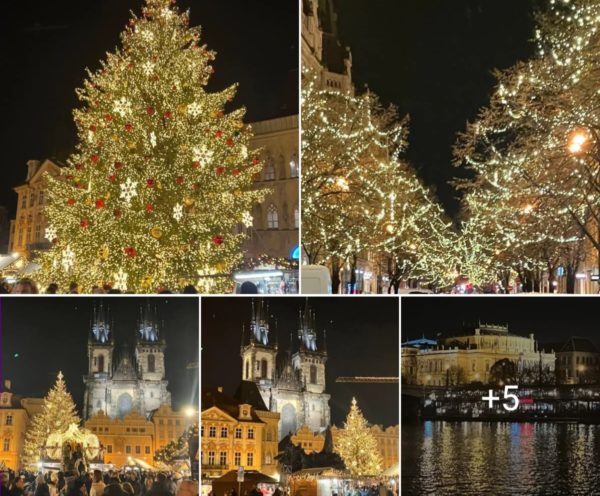 KM_Advent in Prag 2024_B Gröschel (1)