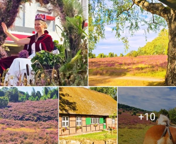 KM_Heideblütenfest in Schneverdingen 2025 Gröschel