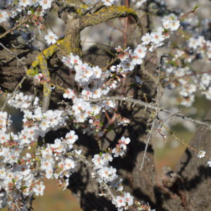 Mallorca-2014-Christina-Munzner-(13)