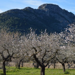 Mallorca-2014-Christina-Munzner-(2)