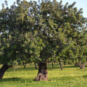 Mallorca-2014-Christina-Munzner-(3)