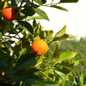 Mallorca-2014-Christina-Munzner-(9)