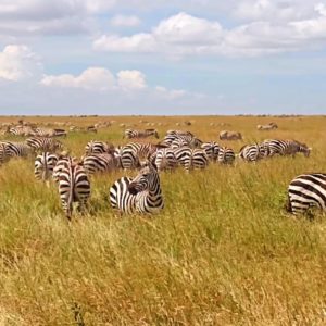 Tansania Rundreise & Sansibar_Gröschel Reisen 2024 (15)