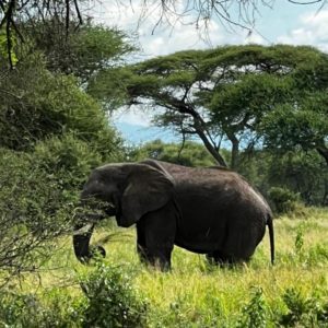 Tansania Rundreise & Sansibar_Gröschel Reisen 2024 (21)