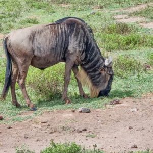 Tansania & Sansibar März.2024_Gröschel Reisen (37)