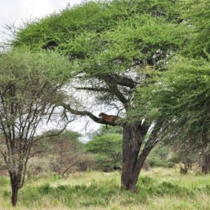 Tansania & Sansibar März.2024_Gröschel Reisen (42)