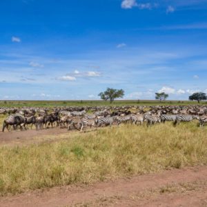 Tansania & Sansibar März.2024_Gröschel Reisen (43)